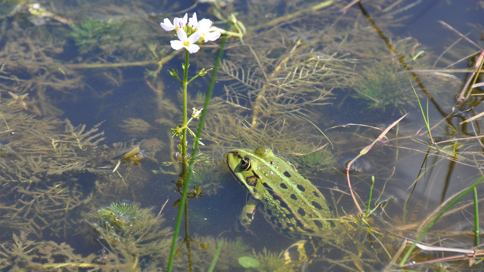 Werken aan schoon en gezond water 